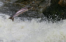 Atlantic salmon {Salmo salar} leaping up Cassley Falls, Scoltand, UK. Composite