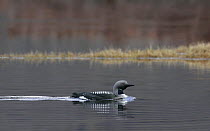 Black throated diver {Gavia arctica} on water, Loch Maree, NW Highlands, Scotland, UK