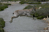 Himalayan blue sheep / Bharal {Pseudois nayaur} leaping across the River Bhagirathi, source of the Ganges, in the Himalayas, Uttararkhand, India