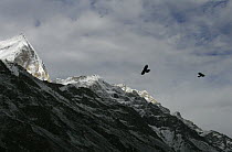Red billed chough {Pyrrhocorax pyrrhocorax} flying above the Himalayas, Uttararkhand, India