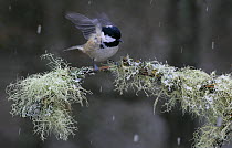 Coal tit {Periparus ater} flapping wings on lichen covered branch in snow, Abernethy, Scotland, UK