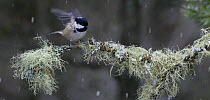 Coal tit {Periparus ater} flapping wings on lichen covered branch in snow, Abernethy, Scotland, UK