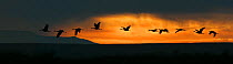 Cranes flying at dawn, Bosque del Apache NWR, New Mexico, USA