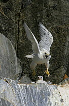 Gyrfalcon {Falco rusticolus} taking off from nest on cliffs, Ellesmere Island, Arctic, Canada