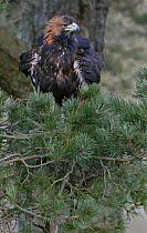Golden eagle {Aquila chrysaetos} perched in pine tree, Scotland, UK, Captive