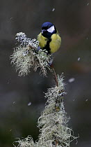 Great tit {Parus major} perched in snow on lichen covered branch, Abernethy forest, Scotland, UK