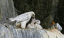 Gyrfalcon {Falco rusticolus} feeding chicks at nest, Ellesmere Island, Arctic, Canada