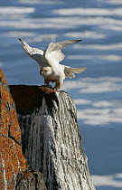 Gyrfalcon {Falco rusticolus} perched on rock, stretching wings, Ellesmere Island, Arctic, Canada