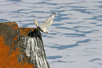 Gyrfalcon {Falco rusticolus} taking off from rock, Ellesmere Island, Arctic, Canada