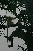 Golden langur {Presbytis geei} silhouetted in tree, Assam, India