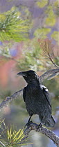 Common raven {Corvus corax} perched, Utah, USA