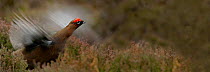 Red grouse {Lagopus lagopus scoticus} male about to take off from moorland, Abernethy forest, Scotland, UK