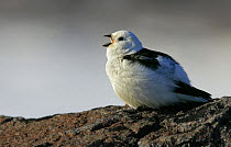 Snow bunting {Plectophenax nivalis} calling, winter plumage, Ellesmere Island, Arctic, Canada