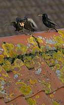 Common starling {Sturnus vulgaris} squabbling over food on roof, Bristol, UK