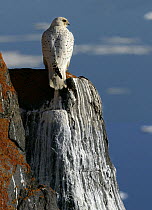 Gyrfalcon {Falco rusticolus} perched on rock, Ellesmere Island, Arctic, Canada