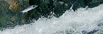 Atlantic salmon {Salmo salar} leaping up Cassley Falls, Scoltand, UK, composite