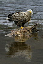 White tailed sea eagle {Haliaeetus albicilla} feeding on deer carcass in water, Scotland, UK
