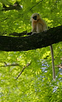 Golden langur {Presbytis geei} juvenile sitting in tree, Assam, India