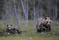 Eurasian Brown Bear (Ursus arctos) mother and cub, Suomussalmi, Finland, 2008 WWE Mission: Wildlife of northern Finland
