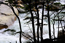 Fast flowing mountain river between trees in Frances valley, Torres del Paine National Park, Patagonia, Chile