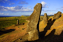Great moai stone heads on the slopes of Rano Raraku volcano, on Easter Island / Pascua / Rapa Nui