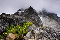 Alpine wildflowers in the rock crevices of Hausberg Col (4591 m), below Mount Kenya, Mount Kenya National Park, Kenya