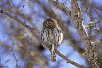 Pearl spotted owl (Glaucidium perlatum) perched with lizard prey, Kruger National Park, Transvaal, South Africa
