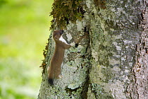 Stoat / Ermine (Mustela erminea) juvenile climbing the trunk of a Beech tree, Aran valley, Pyrenees, Spain