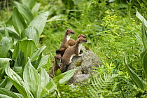 Stoat / Ermine (Mustela erminea) mother with three young, Aran valley, Pyrenees, Spain