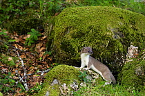 Stoat / Ermine (Mustela erminea) juvenile on moss covered stone, Aran valley, Pyrenees, Spain