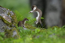 Stoat / Ermine (Mustela erminea) two juveniles playing, Aran valley, Pyrenees, Spain