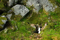Stoat / Ermine (Mustela erminea) three juveniles at entrance to their den, Aran valley, Pyrenees, Spain