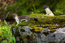 Stoat / Ermine (Mustela erminea) two juveniles on moss covered stone, Aran valley, Pyrenees, Spain