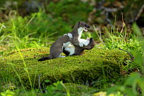 Stoat / Ermine (Mustela erminea) two juveniles playing on moss covered rock, Aran valley, Pyrenees, Spain