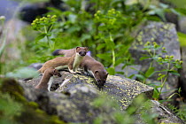 Stoat / Ermine (Mustela erminea) female with young on rock, Aran valley, Pyrenees, Spain