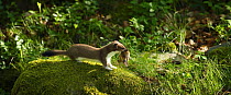 Stoat / Ermine (Mustela erminea) juvenile with dead rodent prey, Aran valley, Pyrenees, Spain