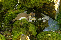 Stoat / Ermine (Mustela erminea) juvenile with dead rodent prey, Aran valley, Pyrenees, Spain