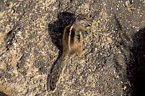 Barbary ground squirrel (Atlantoxerus getulus) Fuerteventura, Canary Islands. Introduced to Fuerteventura from North Africa as a household pet in 1965 and then escaped into the wild.