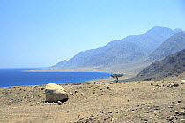 The arid mountains of the Sinai reach the shores of the Gulf of Aqaba, Sinai Peninsula, Egypt. It is mid August and the dust filled air is at 50 degrees centigrade.