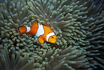 False clown anemonefish {Amphiprion ocellaris} resting within the tentacles of its host anemone {Heteractis magnifica} Surin Islands, Andeman Sea, Thailand