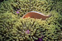 Skunk anemonefish (Amphiprion akallopisos) within the tentacles of its host Magnificent anemone (Heteractis magnifica) Andeman Sea, Indo-pacific
