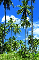 Coconut palms growing on Phuket island, Thailand.