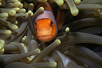 Close up of False clown anemonefish (Amphiprion ocellaris) within the tentacles of the Magnificent anemone (Heteractis magnifica) Andaman Sea, Indo-pacific.