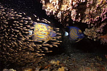 Bluering angelfish (Pomacanthus annularis) with a shoal of Luminous cardinalfish / Glassfish (Rhabdamia gracilis) shelter within a small cave from the strong currents that sweep Ko Tachai island in th...