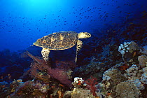 Hawksbill turtle (Eretmochelys imbricata) searching for food on the Panorama reef, northern Red Sea.