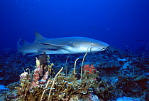 Tawny nurse shark {Nebrius ferrugineus} swimming over coral reef, Indian Ocean