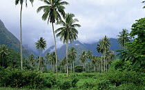 Palm trees and lush green scenery of the island of Tahiti during the rainy season, which lasts from November to February.