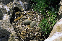 Audouin's Gull (Ichthyaetus audouinii) nest with two eggs, Isla del Aire, Menorca. Endangered