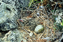 Audouin's Gull (Ichthyaetus audouinii) nest with hatchling and one egg, Isla del Aire, Menorca. Endangered.