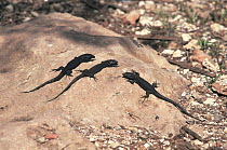Lilford's wall Lizards (Podarcis lilfordi) melanistic black form only found on the Isla del Aire, Menorca, Spain